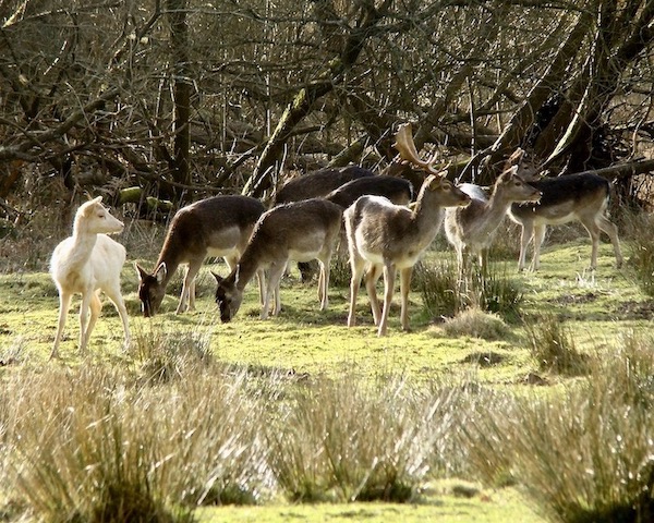 fallow deer